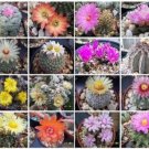 Cactus Variety Mix Rare Globular Columnar Cacti Seed Succulents 200 Seeds Fresh Garden