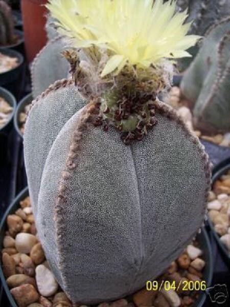 Astrophytum Cuadricostatum Exotic Flowering Cacti Rare Cactus Aloe Seed 50 Seeds Fresh Garden