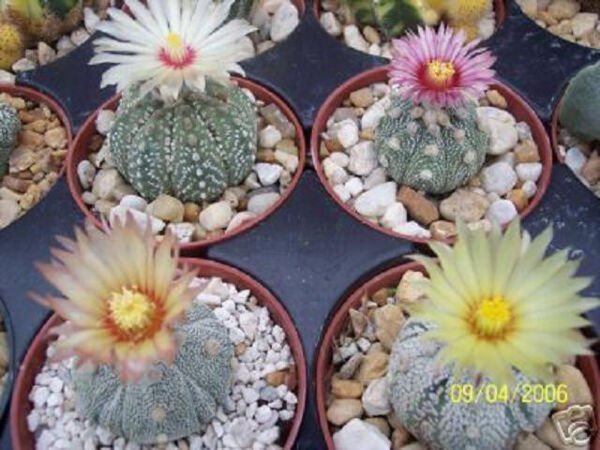 Astrophytum Asterias Kabuto Mix Sand Dollar Cacti Rare Cactus Kiko Seed 50 Seeds Fresh Garden
