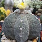 Astrophytum Myriostigma Onzuka Exotic Japan Cultivar Cacti Rare Cactus 50 Seeds Fresh Garden