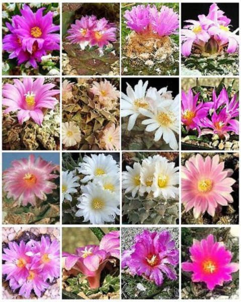 Ariocarpus Variety Mix Living Rock Stone Plant Rare Cactus Seed Cacti 10 Seeds Fresh Garden