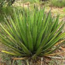 Agave Lechuguilla Exotic American Desert Succulent Rare Cactus Seed 100 Seeds Fresh Garden
