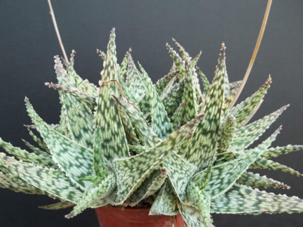 Aloe Doran Black Dorian Hybrid Exotic Color Agave Succulent Rare Seed 50 Seeds Fresh Garden