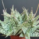 Aloe Doran Black Dorian Hybrid Exotic Color Agave Succulent Rare Seed 50 Seeds Fresh Garden