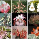 Sinningia Variety Mix Rare African Violet Caudex Succulent Plant Seed 150 Seeds Fresh Garden
