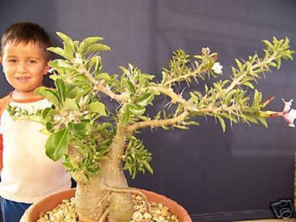 Pachypodium Lealii Madagascar Palm Cactus Seed 5 Seeds Fresh Garden