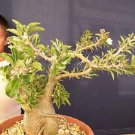 Pachypodium Lealii Madagascar Palm Cactus Seed 5 Seeds Fresh Garden