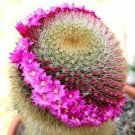 Mammillaria Pilcayensis Flowering Pincushion Flower Rare Cactus Seed 100 Seeds Fresh Garden