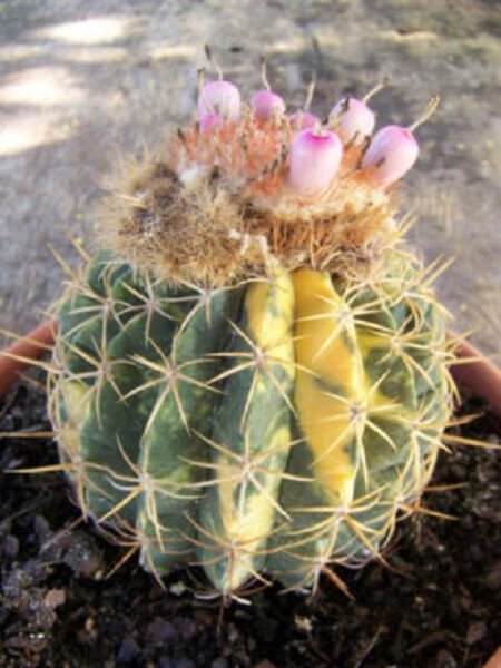 Melocactus Ruestii Variegated Exotic Cactus Collection Rare Seed Cacti 50 Seeds Fresh Garden