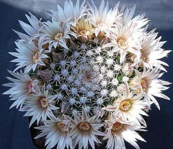 Mammillaria Heyderi Exotic Flowering Cacti Rare Flower Cactus Seed 100 Seeds Fresh Garden