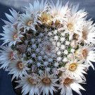 Mammillaria Heyderi Exotic Flowering Cacti Rare Flower Cactus Seed 100 Seeds Fresh Garden