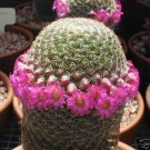 Mammillaria Matudae Pincushion Flowering Flower Cacti Rare Cactus Seed 100 Seeds Fresh Garden