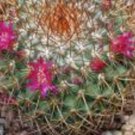 Mammillaria Rodantha Pincushion Flower Coloring Cacti Rare Cactus Seed 100 Seeds Fresh Garden