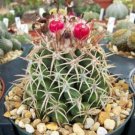 Melocactus Dowsonii Globular Flowering Cacti Rare Flower Cactus Seed 150 Seeds Fresh Garden