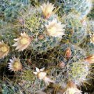 Mammillaria Wildii Pincushion Exotic Flowering Cacti Rare Cactus Seed 100 Seeds Fresh Garden