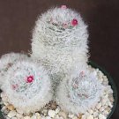 Mammillaria Bocasana Roseiflora Pincushion Rare Flowering Cacti Cactus 100 Seeds Fresh Garden