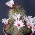Mammillaria Fraileana J Exotic Rare Flowering Pincushion Cactus Seed 100 Seeds Fresh Garden