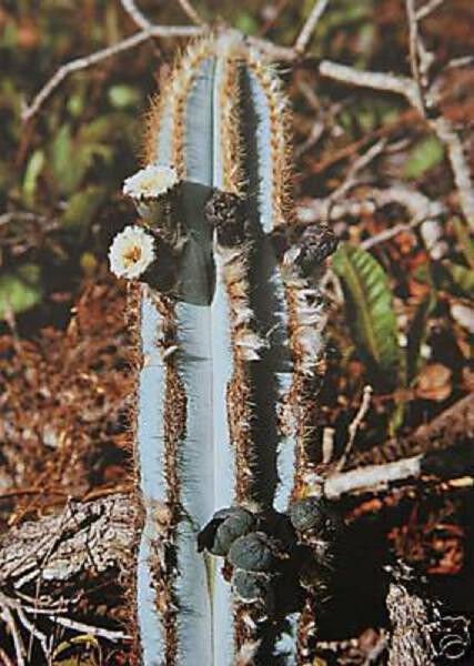Pilosocereus Azureus Rare Columnar Cacti Flowering Cactus Flower Seed 100 Seeds Fresh Garden