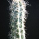 Pilosocereus Glaucescens Exotic Cactus Collection Columnar Cacti Seed 500 Seeds Fresh Garden