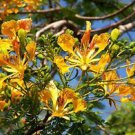 Delonix Regia Yellow Flamboyan Royal Poinciana 50 Seeds Fresh Garden