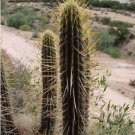 Weberbauerocereus Longicomus Rare Columnar Cactus Collection Aloe Seed 300 Seeds Fresh Garden