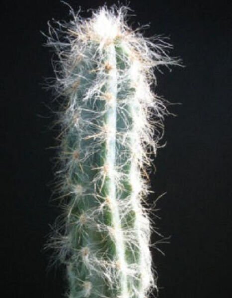 Pilosocereus Glaucescens Columnar Cacti Flowering Exotic Cactus Seed 100 Seeds Fresh Garden