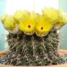 Notocactus Submamulosus Parodia Globular Flowering Rare Cactus Seed 100 Seeds Fresh Garden