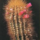 Micranthocereus Auriazureus Rare Columnar Flowering Cacti Cactus Seed 100 Seeds Fresh Garden