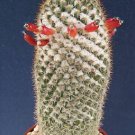 Mammillaria Columbiana Pincushion Cacti Rare Exotic Cactus Agave Seed 500 Seeds Fresh Garden