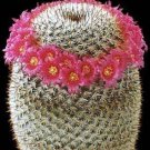 Mammillaria Elegans Exotic Pincushion Flowering Cacti Rare Cactus Seed 100 Seeds Fresh Garden