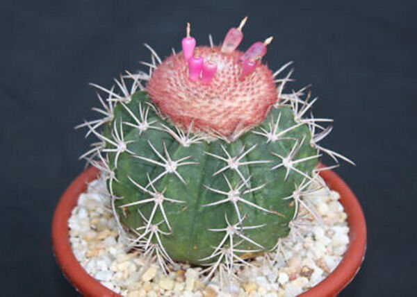 Melocactus Peruvianus Minima Exotic Globular Cacti Rare Cactus Seed 100 Seeds Fresh Garden