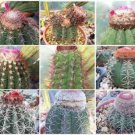 Melocactus Variety Mix Turk'S Cap Cactus Exotic Cacti Rare Semi Seed 500 Seeds Fresh Garden