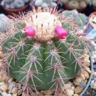 Melocactus Oreas Cacti Rare Cactus Seed 100 Seeds Agave Fresh Garden