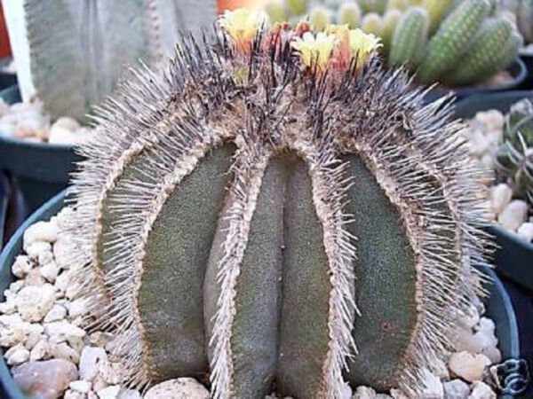 Uebelmania Pectinifera Rare Cactus Cacti Seed 10 Seeds Fresh Garden