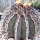 Uebelmania Pectinifera Rare Cactus Cacti Seed 10 Seeds Fresh Garden