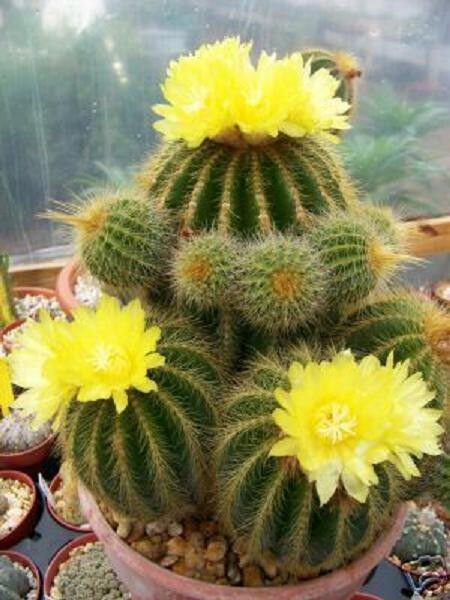 Parodia Warasii Cacti Rare Exotic Cactus Collection Notocactus Seed 300 Seeds Fresh Garden