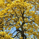 Tabebuia Caraiba Exotic Yellow Trumpet Golden Tree Ornamental Gold Seed 50 Seeds Fresh Garden