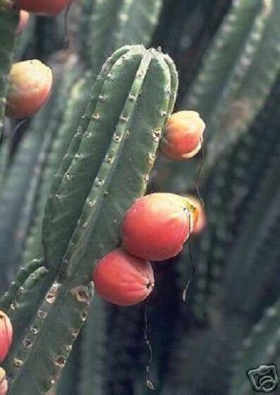 Cereus Peruvianus Grafting Stock Cactus Night Blooming Columnar Seed 1000 Seeds Fresh Garden
