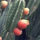 Cereus Peruvianus Grafting Stock Cactus Night Blooming Columnar Seed 1000 Seeds Fresh Garden