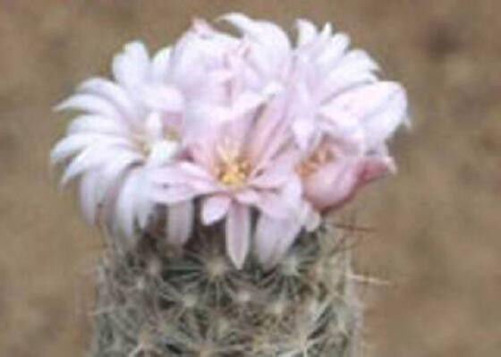Escobaria Tuberculosa Globular Cacti Rare Flower Miniature Cactus Seed 100 Seeds Fresh Garden