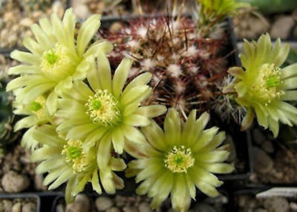 Echinocereus Viridiflorus Rare Flowering Cactus Cacti Flower Aloe Seed 100 Seeds Fresh Garden