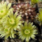 Echinocereus Viridiflorus Rare Flowering Cactus Cacti Flower Aloe Seed 100 Seeds Fresh Garden
