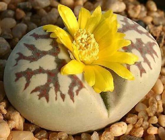 Lithops Dorotheae Living Stone Succulent Seed 100 Seeds Fresh Garden