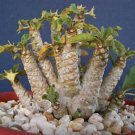 Dorstenia Sp Exotic Rare Succulents Caudex Bonsai Cactus Seed Cacti 20 Seeds Fresh Garden