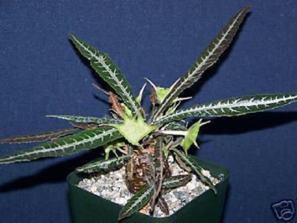 Dorstenia Lanzifolia Rare Succulents Seed 10 Seeds Fresh Garden