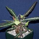 Dorstenia Lanzifolia Rare Succulents Seed 10 Seeds Fresh Garden