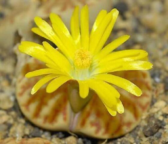 Lithops Bromfieldii Rare Living Stone Rock Mesembs Cactus Cacti Seed 100 Seeds Fresh Garden