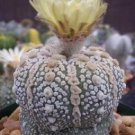 Astrophytum Asterias Super Kabuto Rare Cactus 10 Seeds Fresh Garden