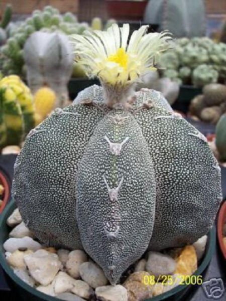 Astrophytum Myriostigma Onzuka Rare Cactus 10 Seeds Fresh Garden