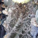 Astrophytum Capricorne Exotic Flowering Cacti Rare Flower Cactus Seed 100 Seeds Fresh Garden
